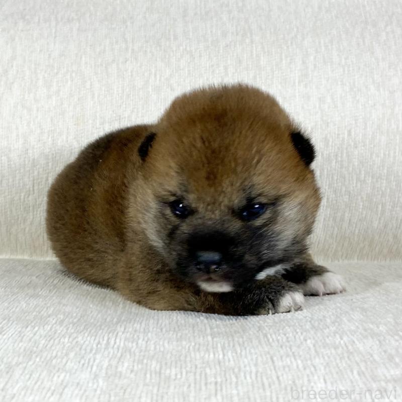 販売中の茨城県の柴犬-452495の8枚目