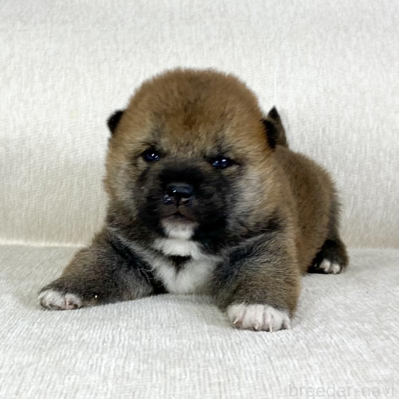 販売中の茨城県の柴犬-452495の7枚目