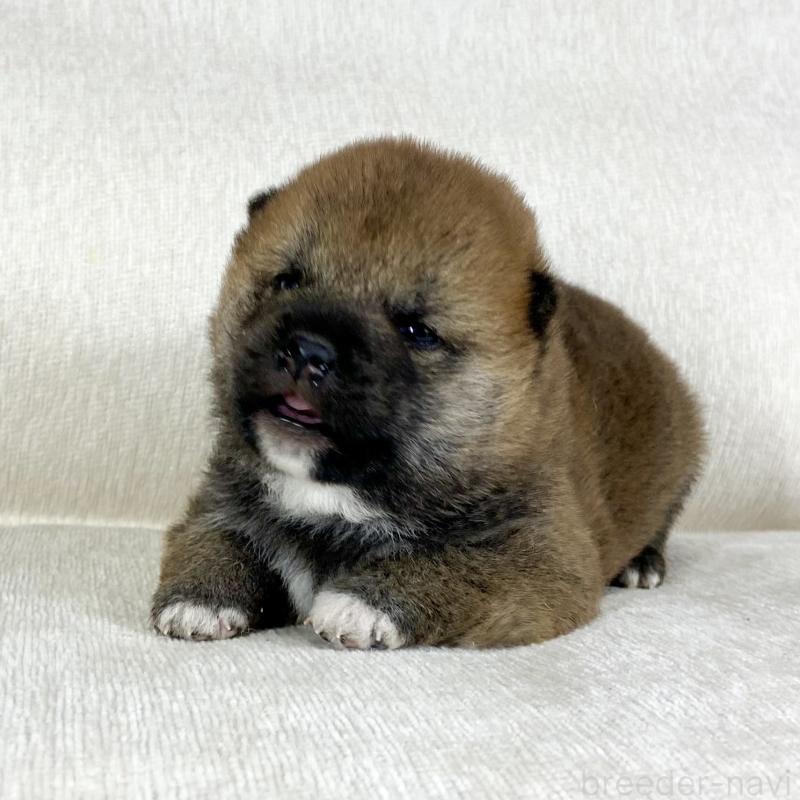 販売中の茨城県の柴犬-452495の6枚目