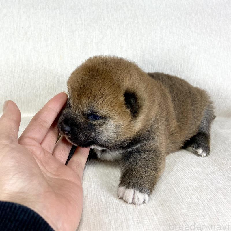 販売中の茨城県の柴犬-452495の5枚目