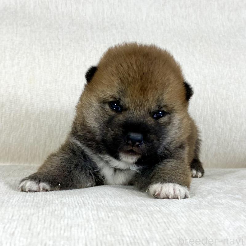 販売中の茨城県の柴犬-452495の4枚目