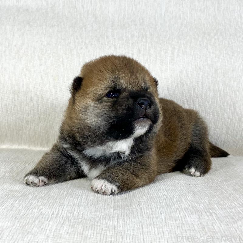 販売中の茨城県の柴犬-452495の3枚目