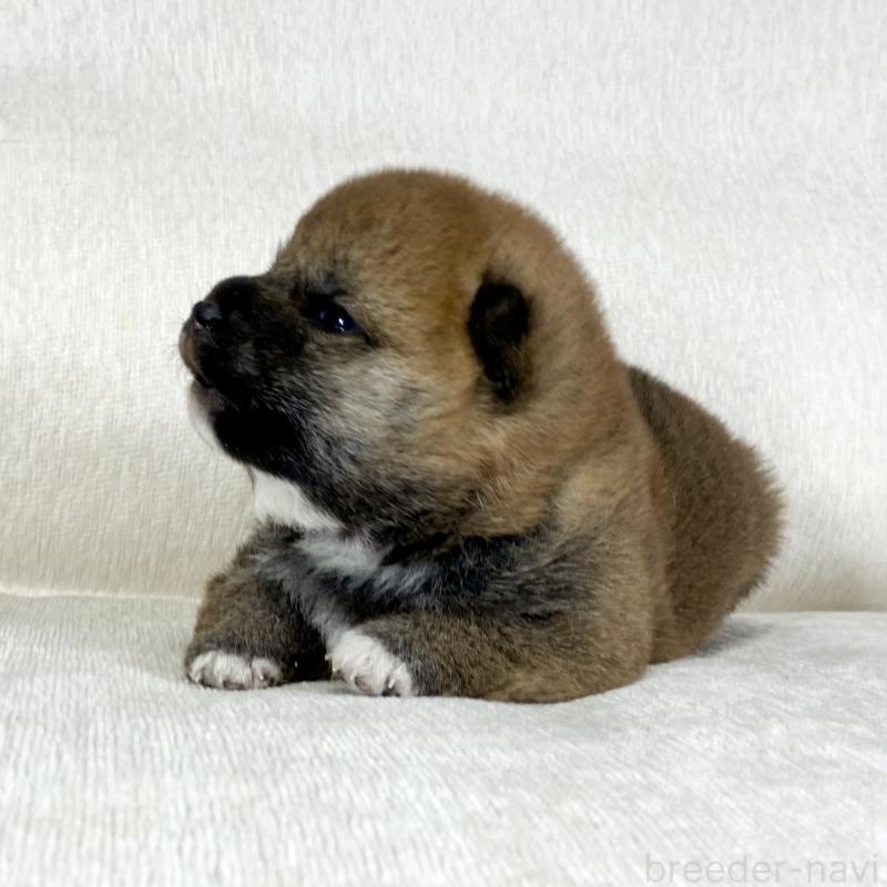 販売中の茨城県の柴犬-452495の2枚目