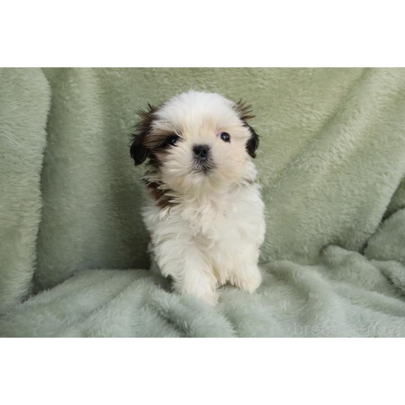 販売中の東京都のシーズー-452496の3枚目