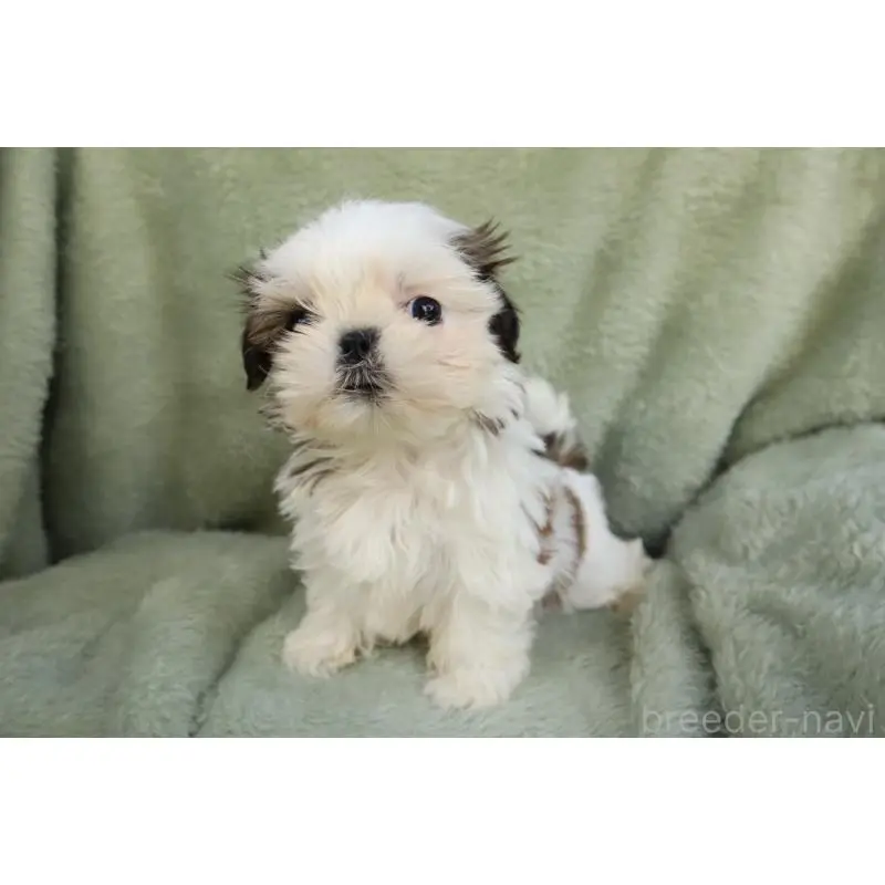 販売中の東京都のシーズー-452496の2枚目