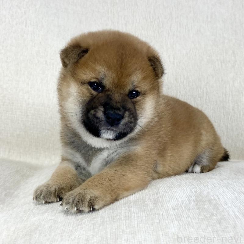 販売中の茨城県の柴犬-452498の15枚目