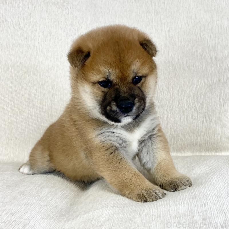 販売中の茨城県の柴犬-452498の14枚目