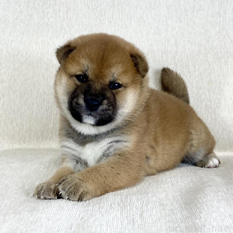 販売中の茨城県の柴犬-452498の11枚目