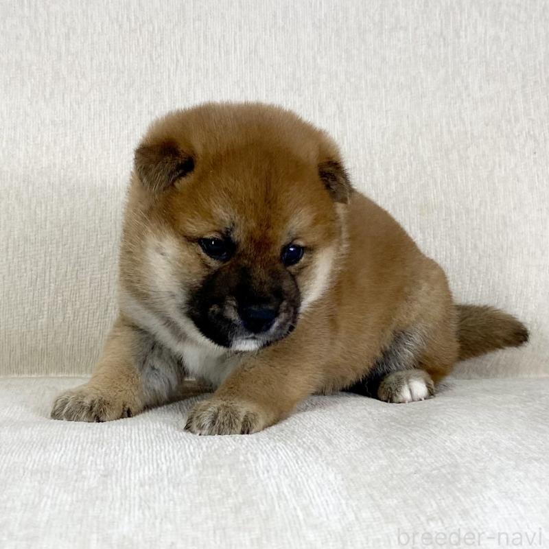 販売中の茨城県の柴犬-452498の8枚目