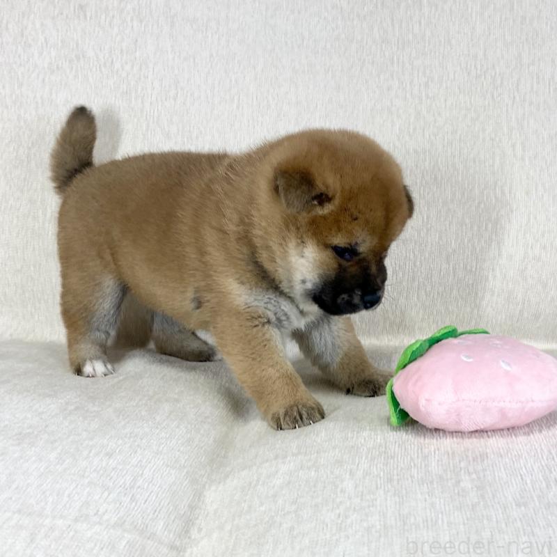 販売中の茨城県の柴犬-452498の7枚目