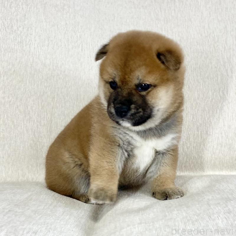 販売中の茨城県の柴犬-452498の6枚目