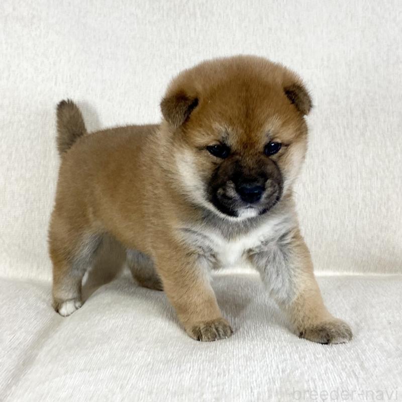 販売中の茨城県の柴犬-452498の5枚目