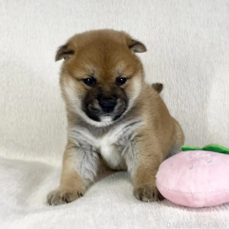 販売中の茨城県の柴犬-452498の4枚目