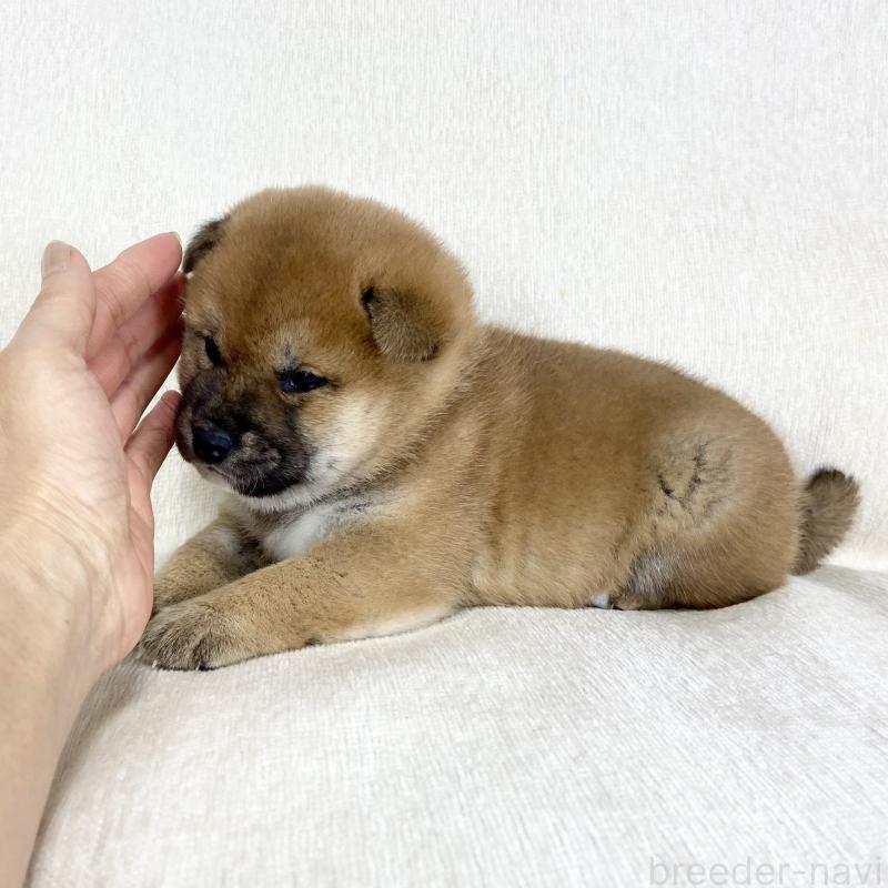 販売中の茨城県の柴犬-452498の2枚目