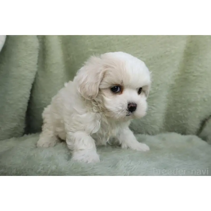 販売中の東京都のマルプー:マルチーズ×トイプードル-452500の5枚目