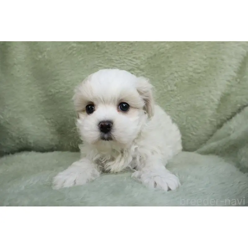 販売中の東京都のマルプー:マルチーズ×トイプードル-452500の4枚目