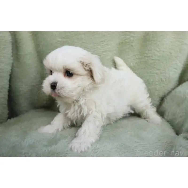 販売中の東京都のマルプー:マルチーズ×トイプードル-452500の3枚目