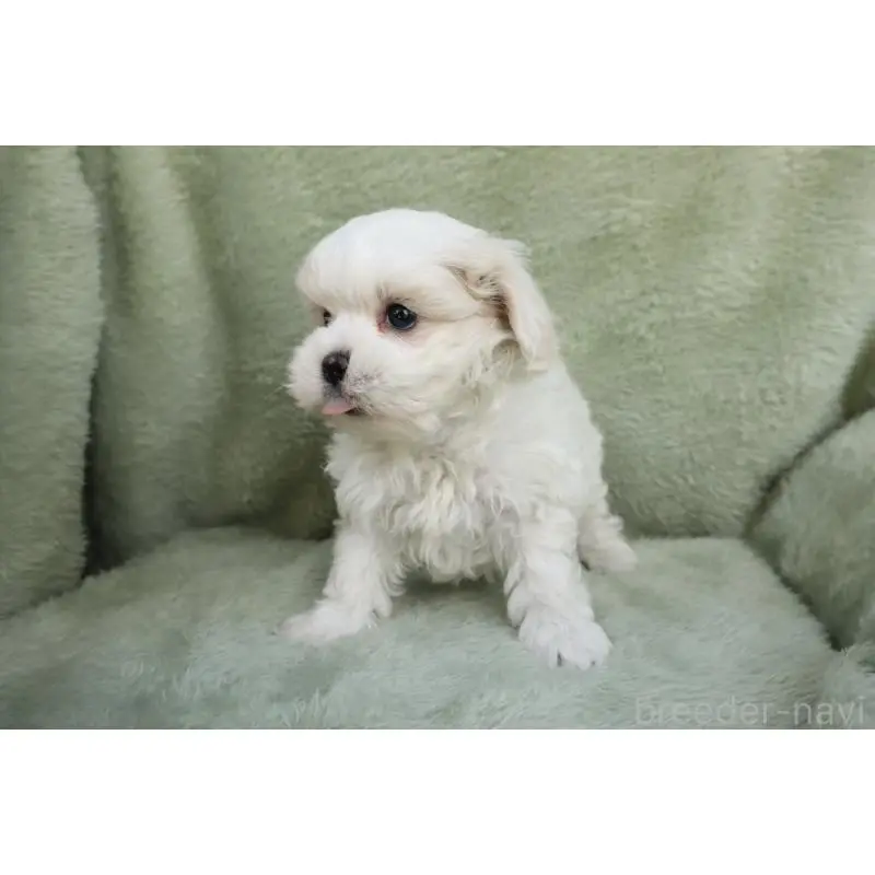 販売中の東京都のマルプー:マルチーズ×トイプードル-452500の2枚目