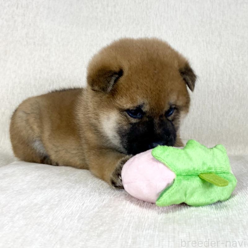 販売中の茨城県の柴犬-452503の15枚目