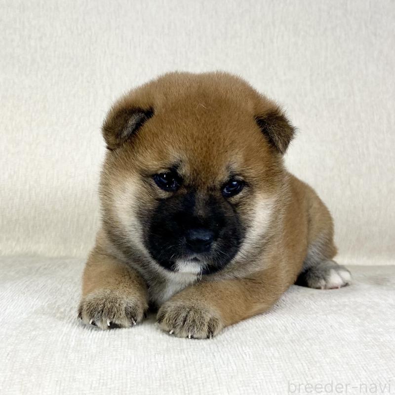 販売中の茨城県の柴犬-452503の14枚目