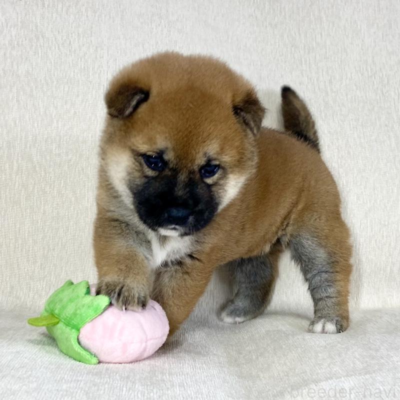 販売中の茨城県の柴犬-452503の13枚目