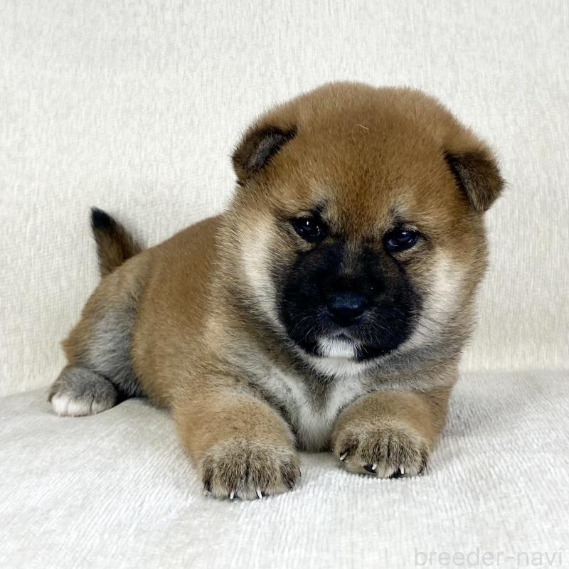 販売中の茨城県の柴犬-452503の12枚目