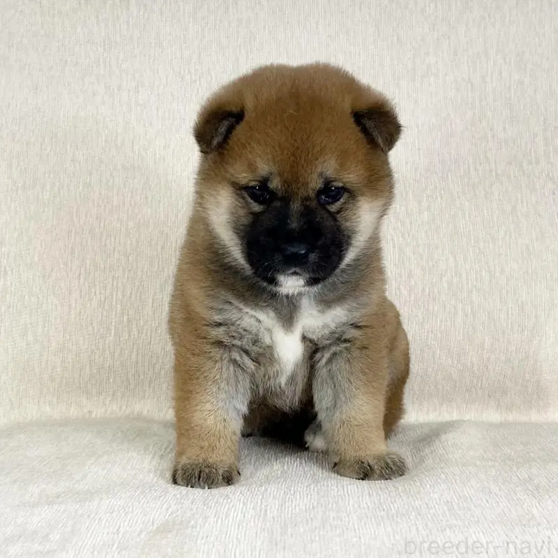 販売中の茨城県の柴犬-452503の11枚目