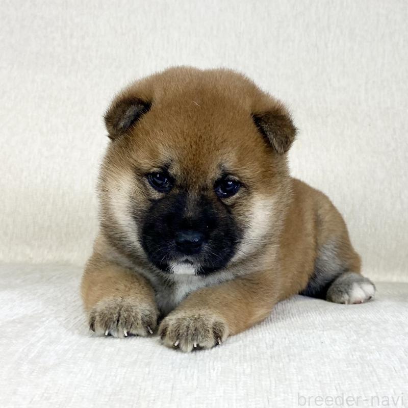 販売中の茨城県の柴犬-452503の10枚目