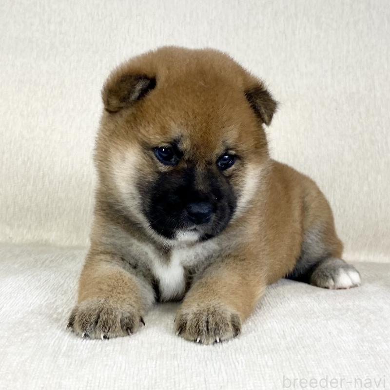 販売中の茨城県の柴犬-452503の9枚目