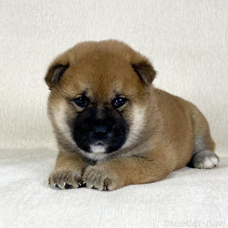 販売中の茨城県の柴犬-452503の8枚目