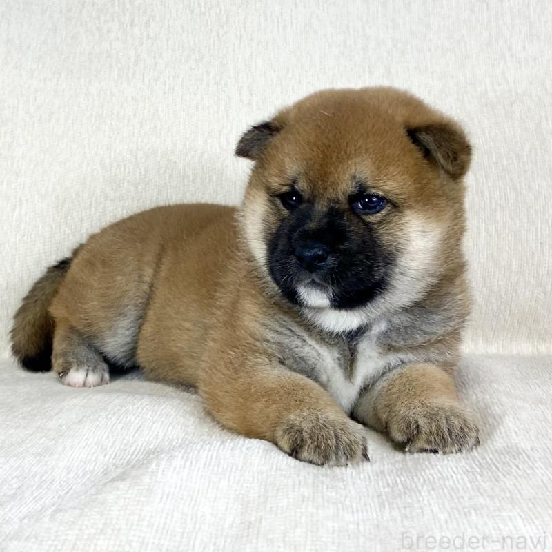 販売中の茨城県の柴犬-452503の7枚目