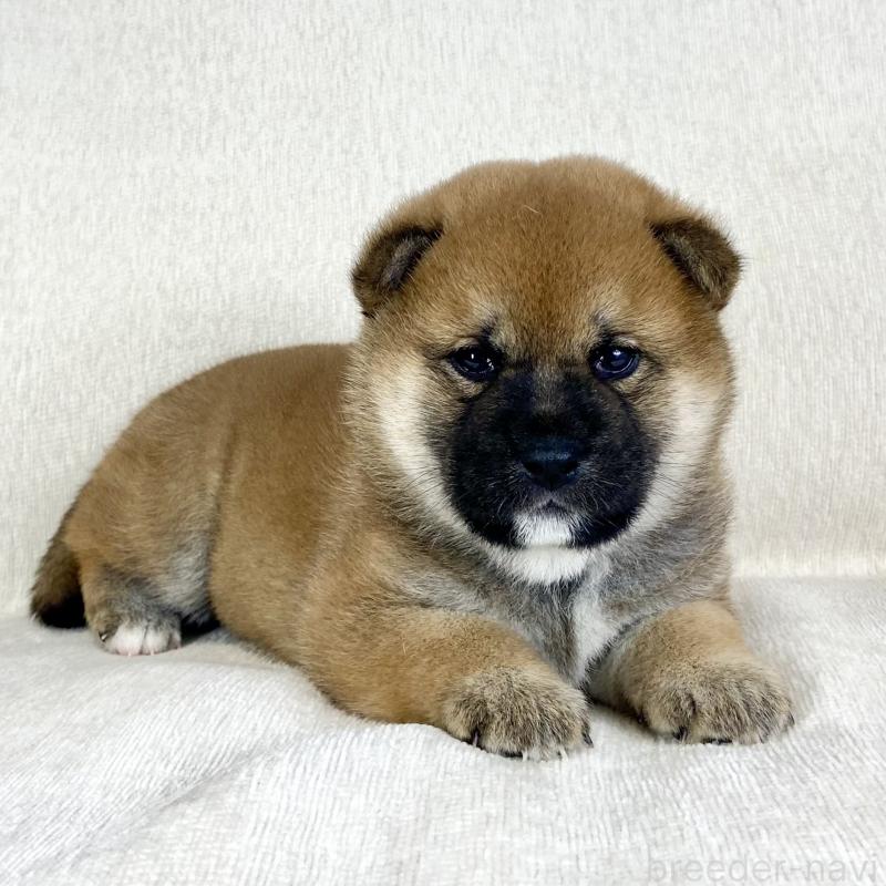 販売中の茨城県の柴犬-452503の6枚目