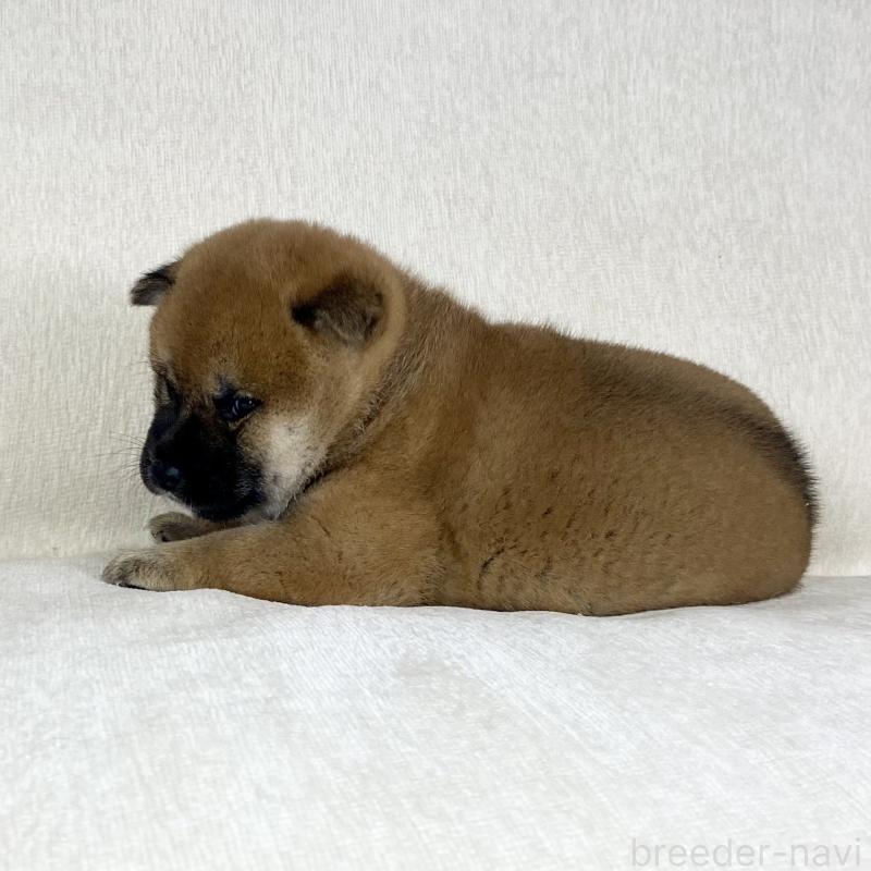 販売中の茨城県の柴犬-452503の4枚目