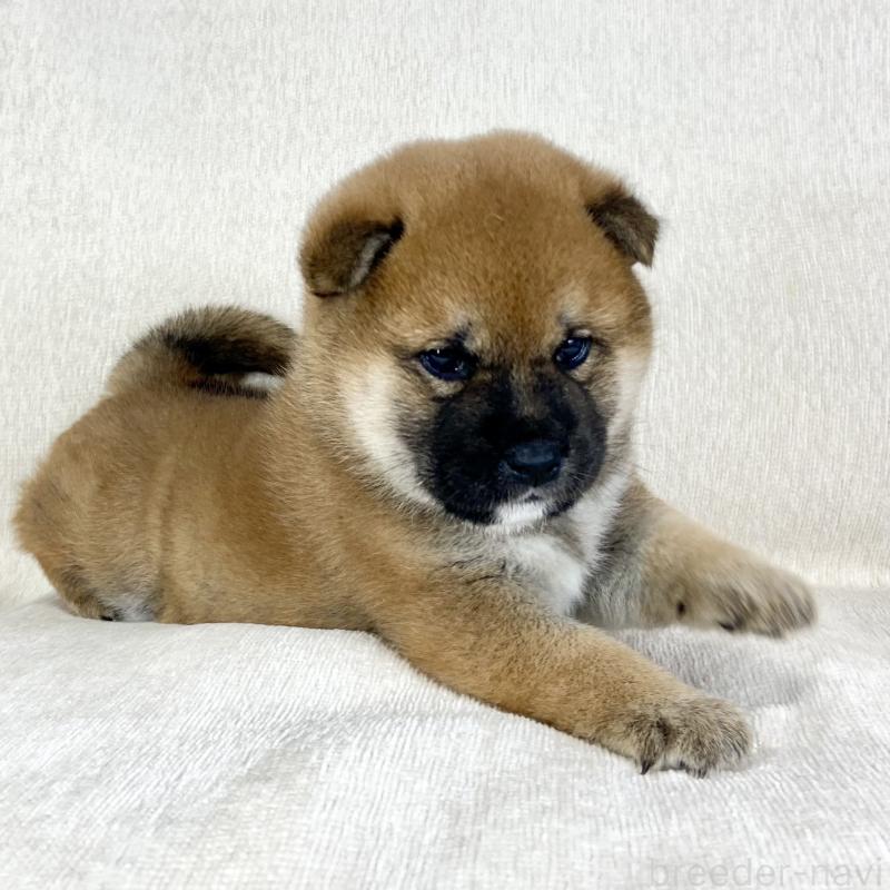 販売中の茨城県の柴犬-452503の3枚目