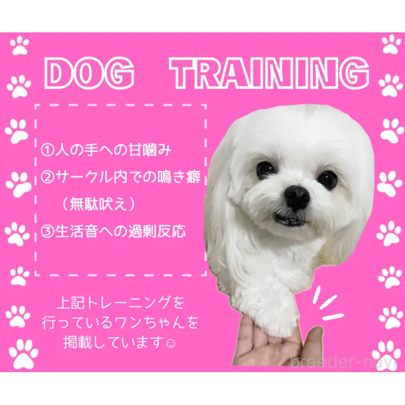 販売中の静岡県のトイプードル-452502の3枚目