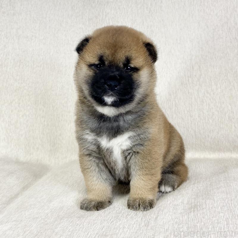 販売中の茨城県の柴犬-452504の15枚目