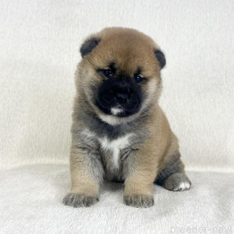 販売中の茨城県の柴犬-452504の14枚目