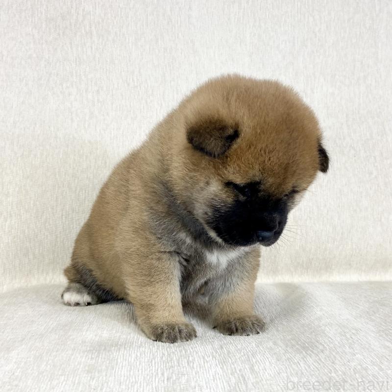 販売中の茨城県の柴犬-452504の13枚目