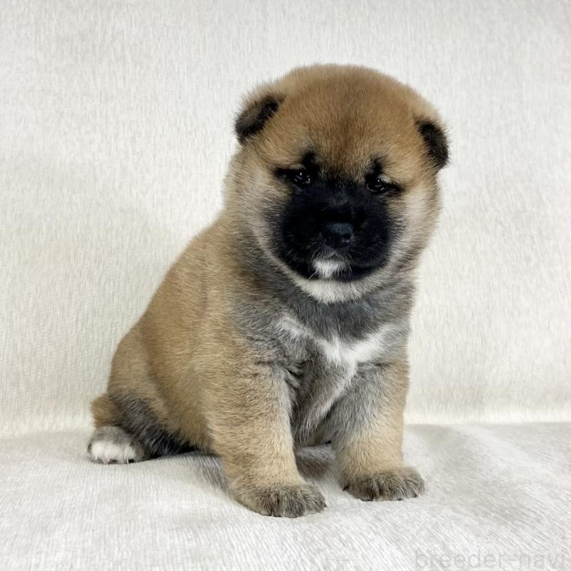 販売中の茨城県の柴犬-452504の11枚目