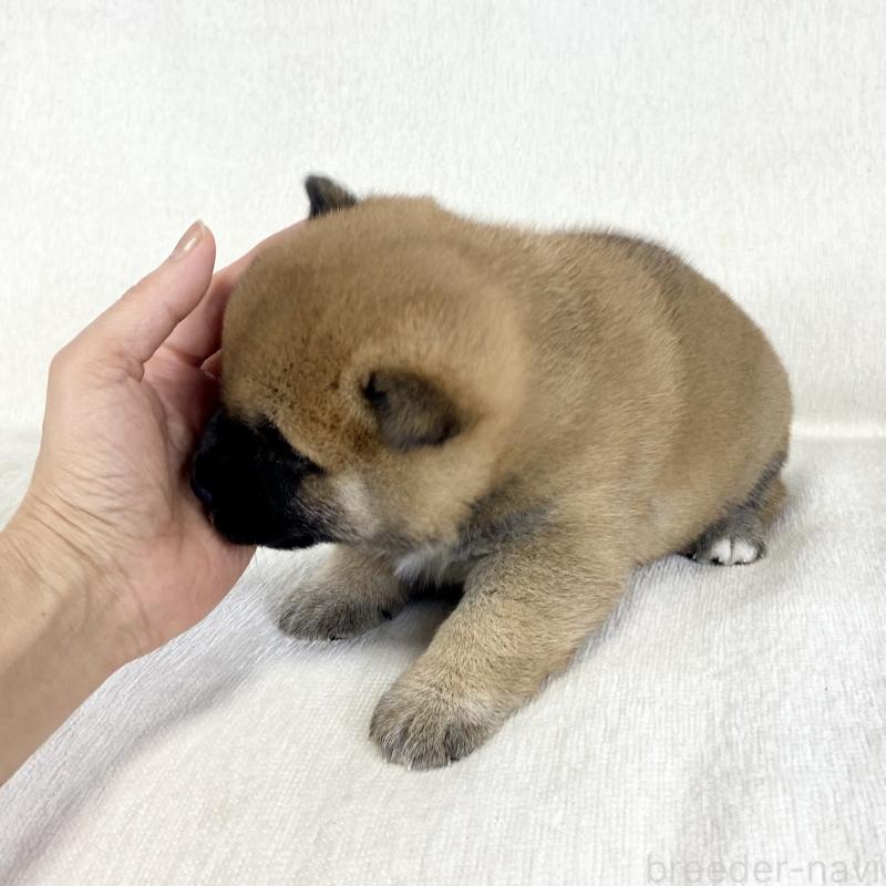 販売中の茨城県の柴犬-452504の10枚目