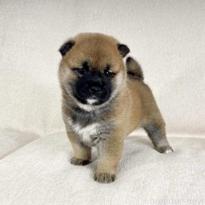 販売中の茨城県の柴犬-452504の9枚目