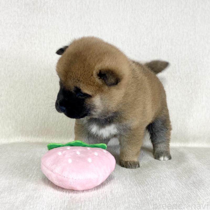 販売中の茨城県の柴犬-452504の8枚目