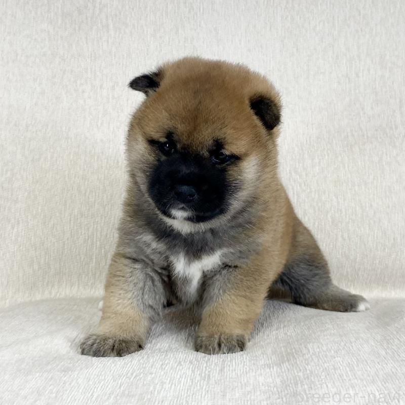 販売中の茨城県の柴犬-452504の7枚目