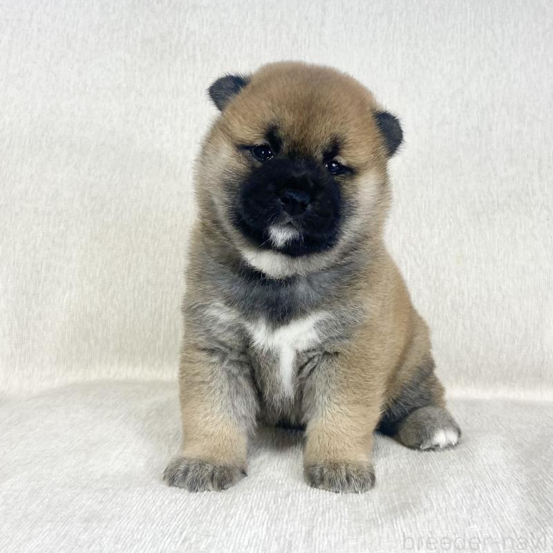 販売中の茨城県の柴犬-452504の5枚目