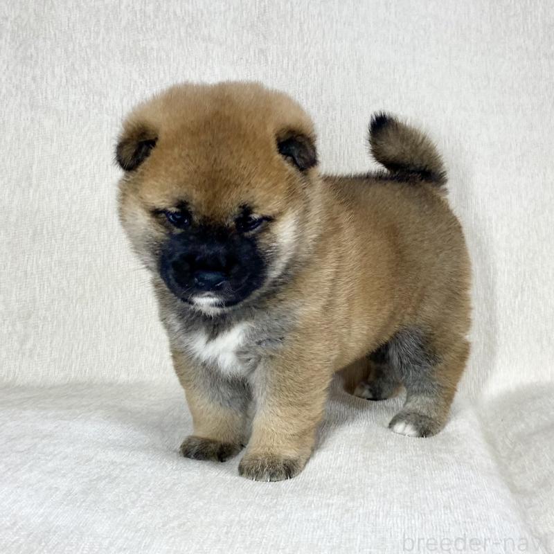 販売中の茨城県の柴犬-452504の4枚目