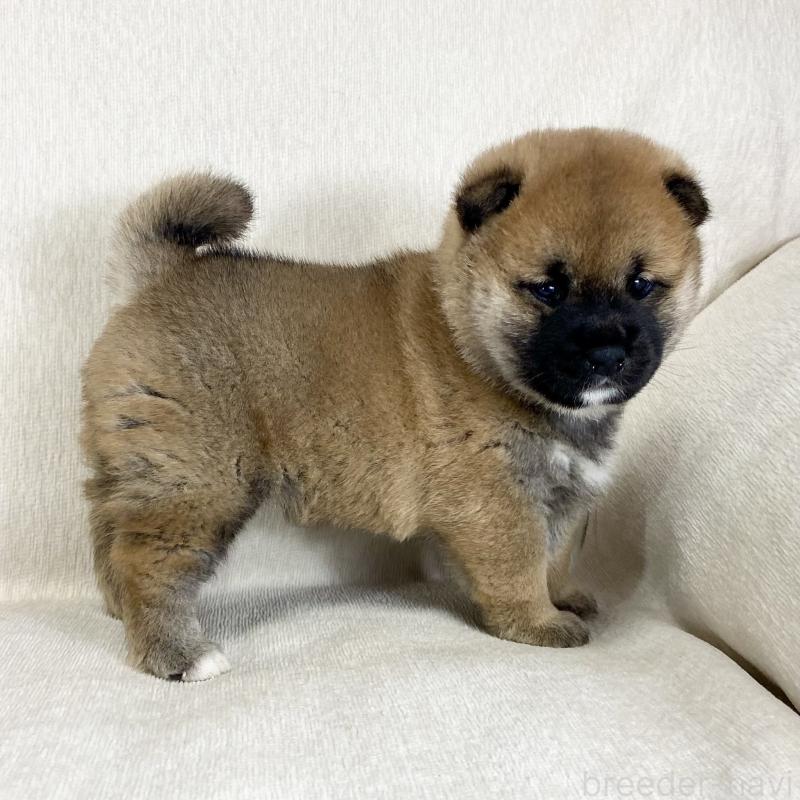 販売中の茨城県の柴犬-452504の3枚目