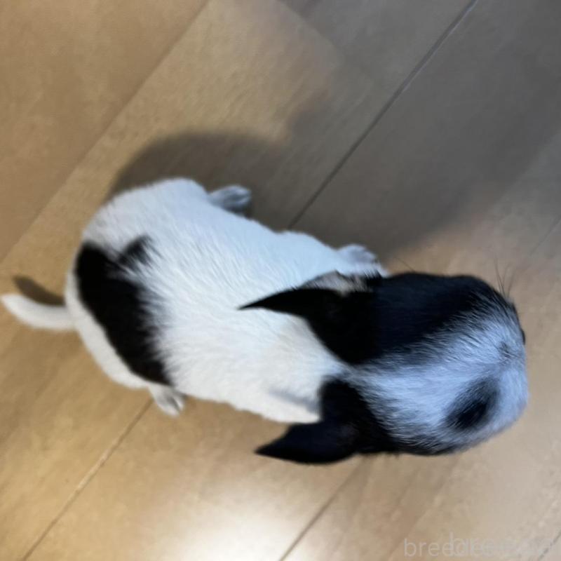 販売中の香川県のチワワ(スムースコート)-452508の16枚目