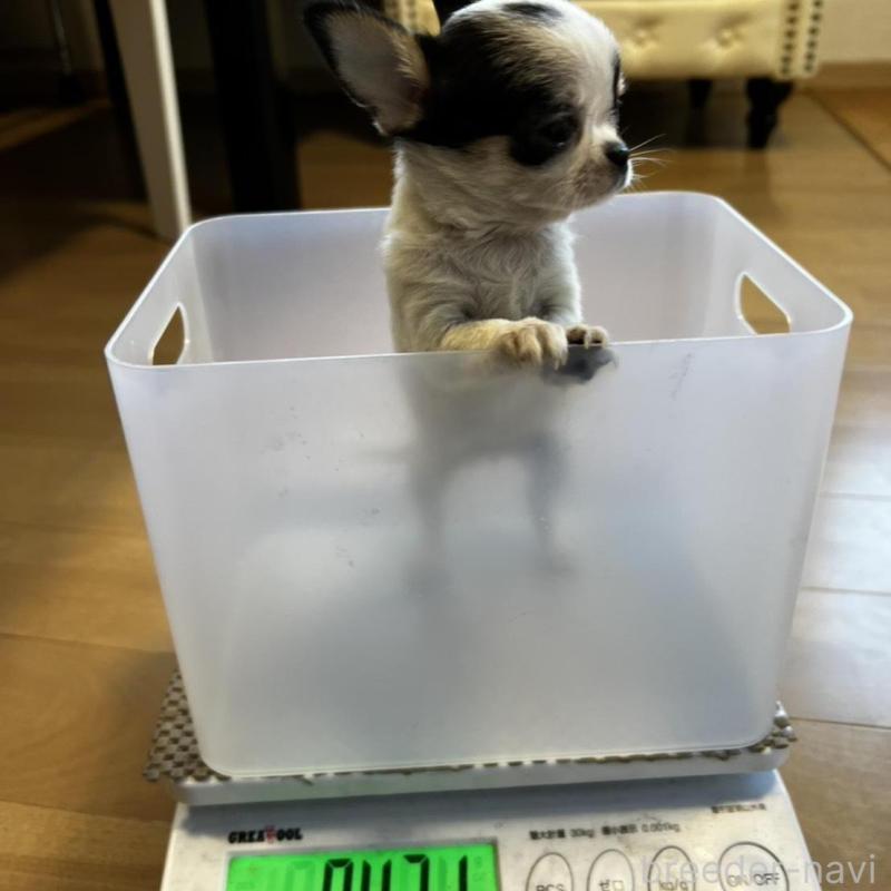 販売中の香川県のチワワ(スムースコート)-452508の15枚目