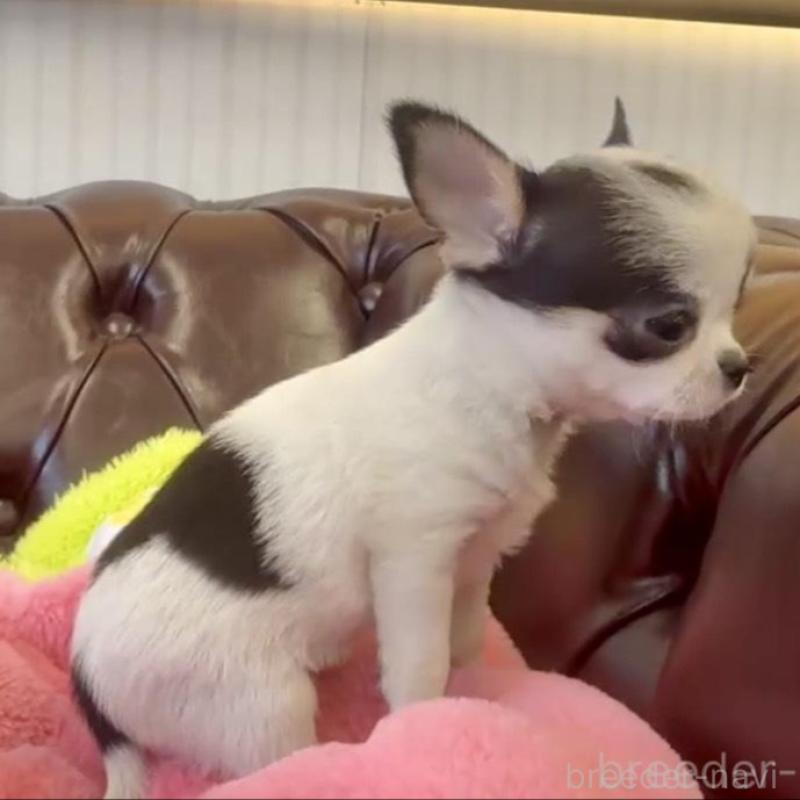 販売中の香川県のチワワ(スムースコート)-452508の14枚目