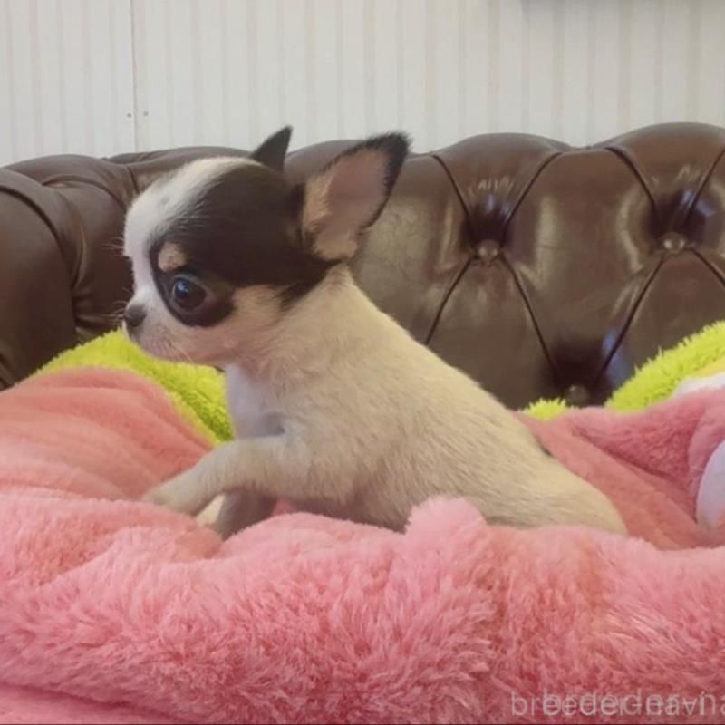 販売中の香川県のチワワ(スムースコート)-452508の13枚目